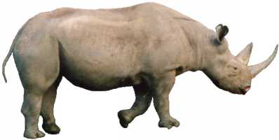 JavaScript rhino image