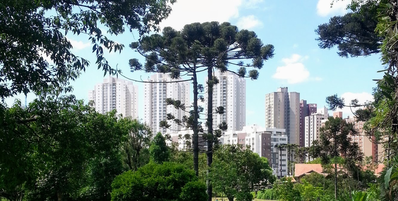 Arucaria trees in Curitiba Brazil