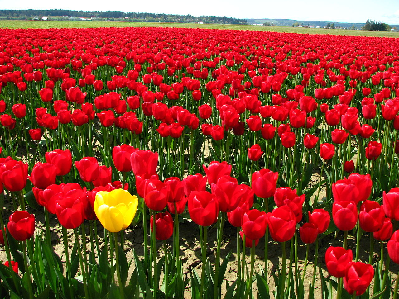 Single yellow tulip in a field of red tulips