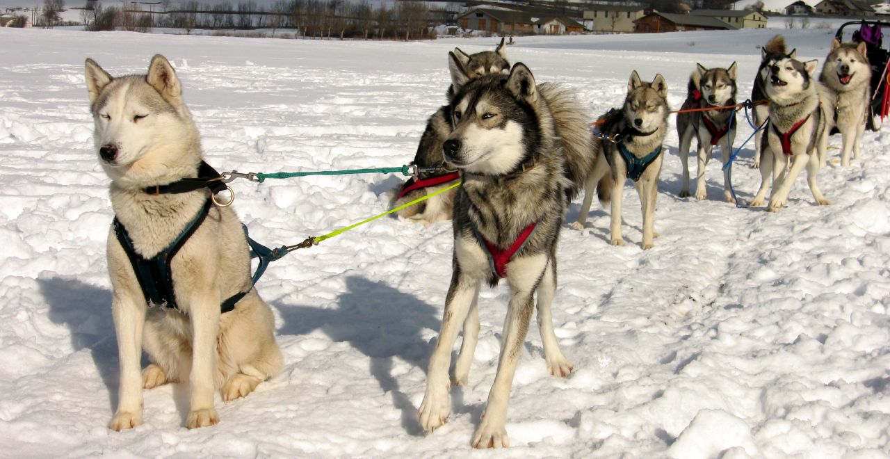 Sled dogs waiting to run