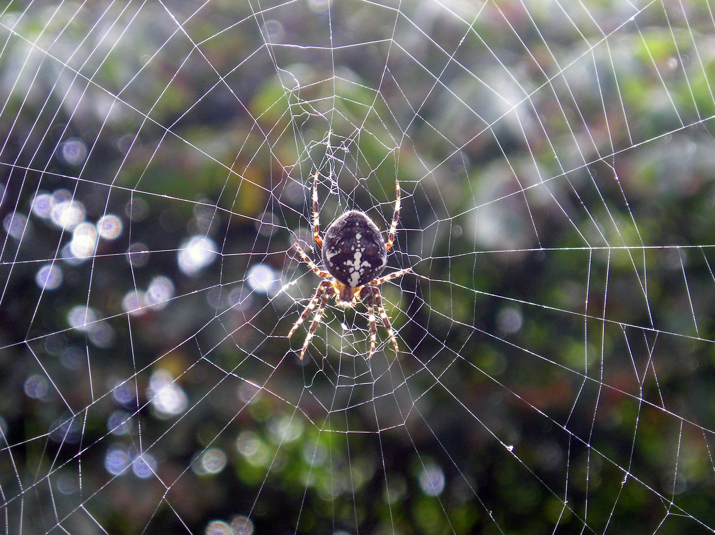 Spider in web